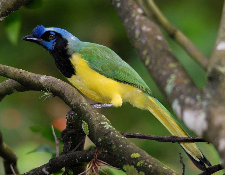 Inca jay The Four Ages Of Sand