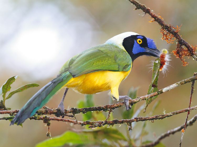 Inca jay Inca Jay Inca Jay clutching caterpillar Ecuador Photo by Flickr