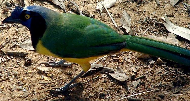 Inca jay Inca jay Wikipedia