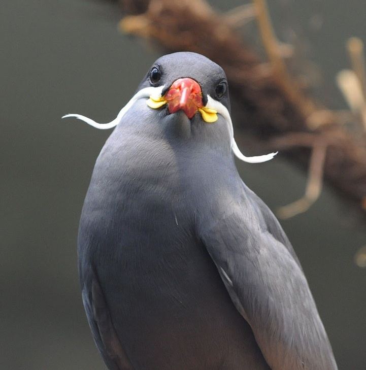 Inca tern Inca Tern The Magnificently Mustached Bird