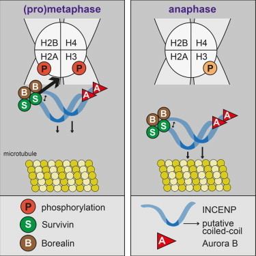INCENP Interdomain Cooperation in INCENP Promotes Aurora B Relocation from