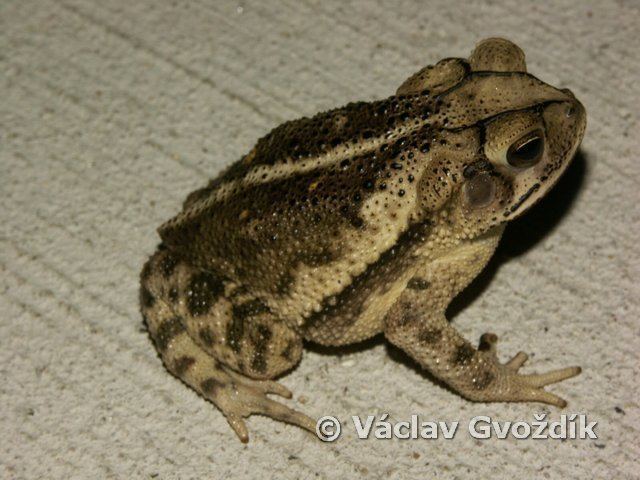 Incilius CalPhotos Incilius nebulifer Gulf Coast Toad