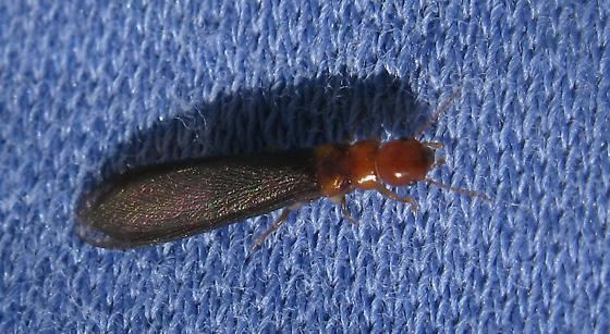 Incisitermes minor Western Drywood Termite Incisitermes minor reproductive stage