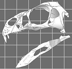 Incisivosaurus Incisivosaurus Wikipedia