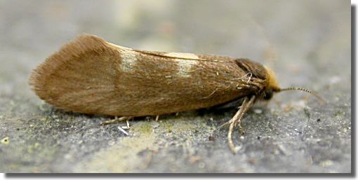Incurvaria Hants Moths 08001 Incurvaria pectinea