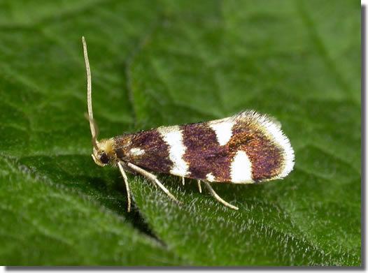 Incurvariidae Hants Moths Heliozelidae to Tischeriidae