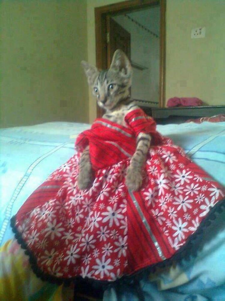 India (cat) Funny Dressed Cat India