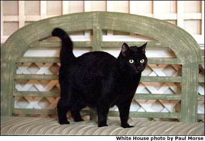 India (cat) India the White House Cat Dies at Age 18 Catster