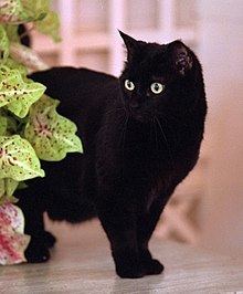 India (cat) httpsuploadwikimediaorgwikipediacommonsthu