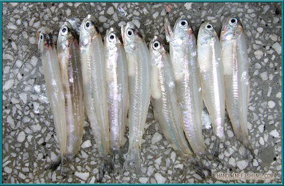 Indian anchovy Indian Anchovy HLF