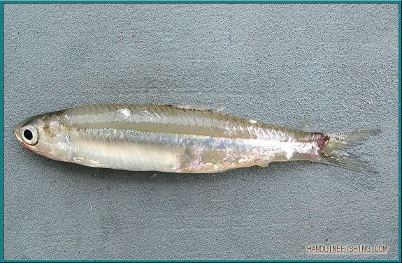 Indian anchovy Indian Anchovy HLF
