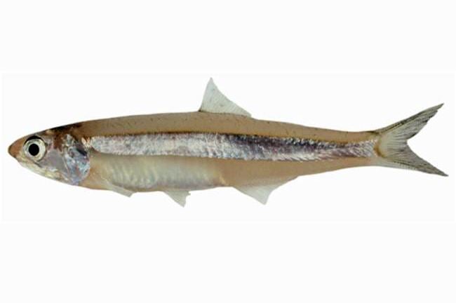 Indian anchovy Stolephorus indicus