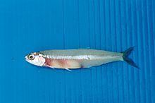 Indian anchovy Indian anchovy Wikipedia