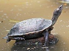 Indian black turtle httpsuploadwikimediaorgwikipediacommonsthu