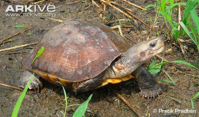 Indian black turtle Indian black turtle videos photos and facts Melanochelys trijuga