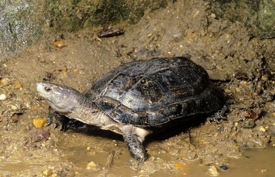Indian black turtle Pets Care and Share Indian Black Turtle Melanochelys trijuga Care