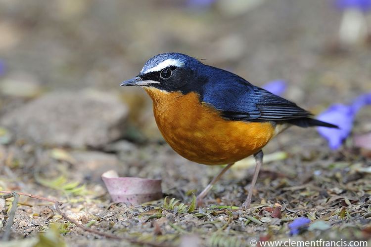 Indian blue robin Indian Blue Robin Clement Francis Wildlife Photography