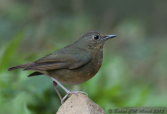 Indian blue robin Oriental Bird Club Image Database Indian Blue Robin Larvivora