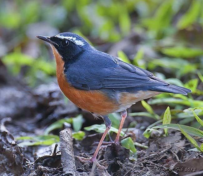 Indian blue robin Oriental Bird Club Image Database Indian Blue Robin Larvivora