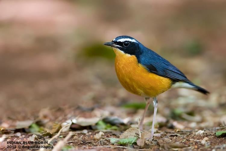 Indian blue robin Indian Blue Robin Luscinia brunnea videos photos and sound