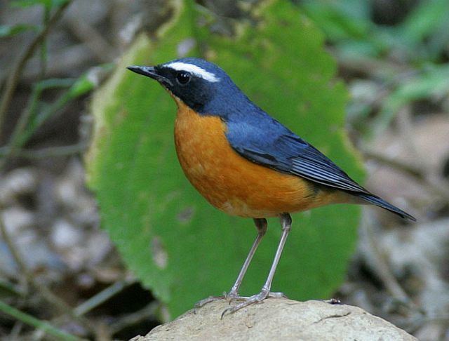 Indian blue robin Oriental Bird Club Image Database Indian Blue Robin Larvivora