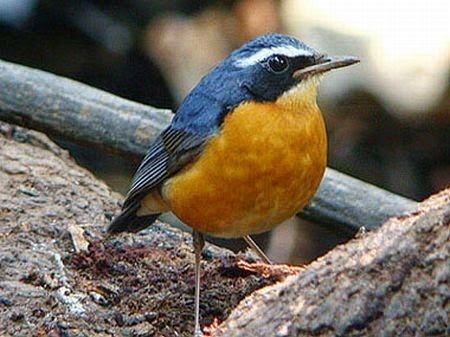 Indian blue robin ARUNACHALA BIRDS Indian Blue Robin