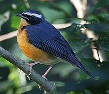 Indian blue robin httpsuploadwikimediaorgwikipediacommonsthu