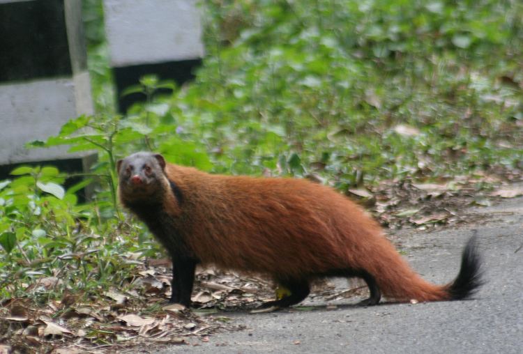 Indian brown mongoose Common Criteria List COMMON 4 LETTER WORDS
