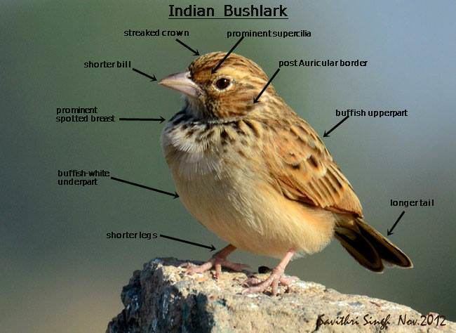 Indian bush lark identifying Pipits larks and Wagtails photography amp birds