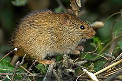 Indian bush rat httpsuploadwikimediaorgwikipediacommonsthu