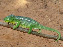 Indian chameleon Indian Chameleon HARSHWARDHAN JADHAV