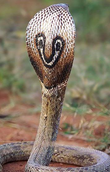 Indian cobra Indian Cobra aka Black Spectacled Pakistani Cobra Animal
