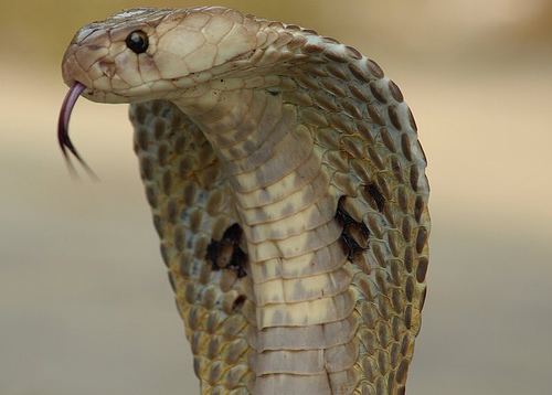 Indian cobra Indian cobra Wikipedia