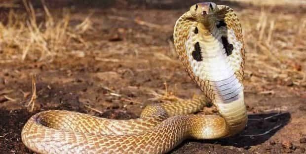 Indian cobra Indian Cobra Snake Facts