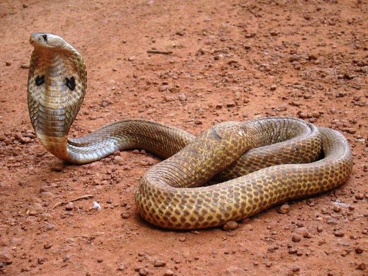 Indian cobra httpsiytimgcomviuVUHwFZH8Imaxresdefaultjpg