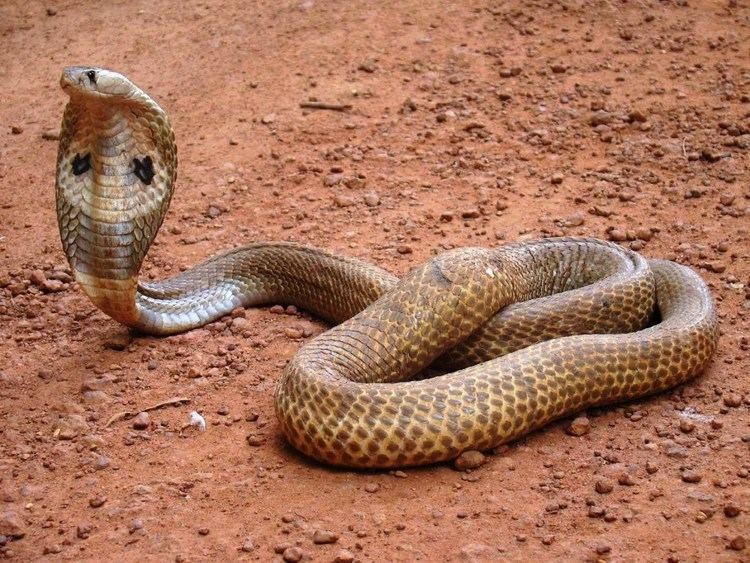 indian-cobra-alchetron-the-free-social-encyclopedia