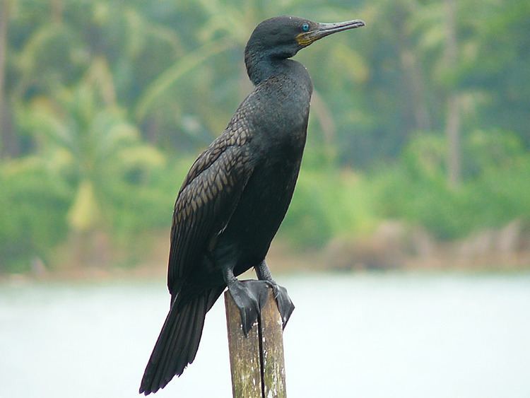 Indian cormorant Indian Cormorant My first shots of this medium sized 65 c Flickr