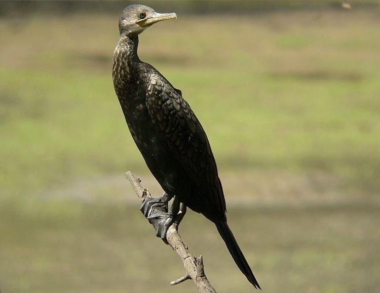 Indian cormorant indiancormorantjpg