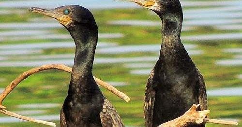 Indian cormorant Indian cormorant Birds of India