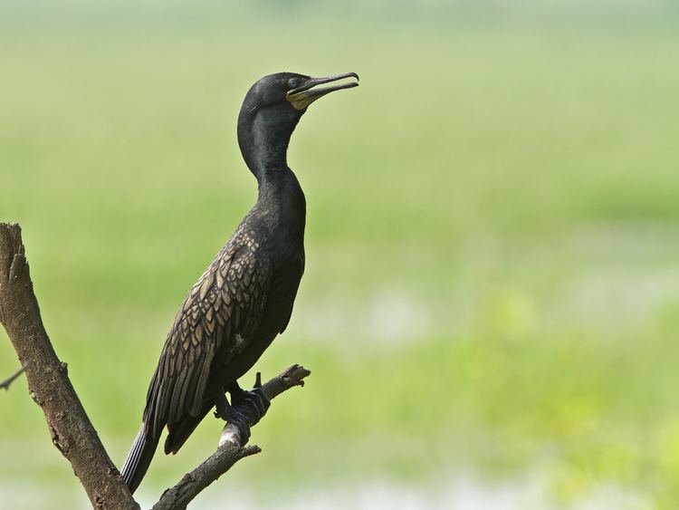 Indian cormorant wwwbirdsiitkacinsitesdefaultfilesIndian20