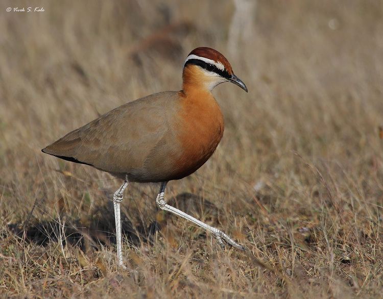 Indian courser Indian Courser