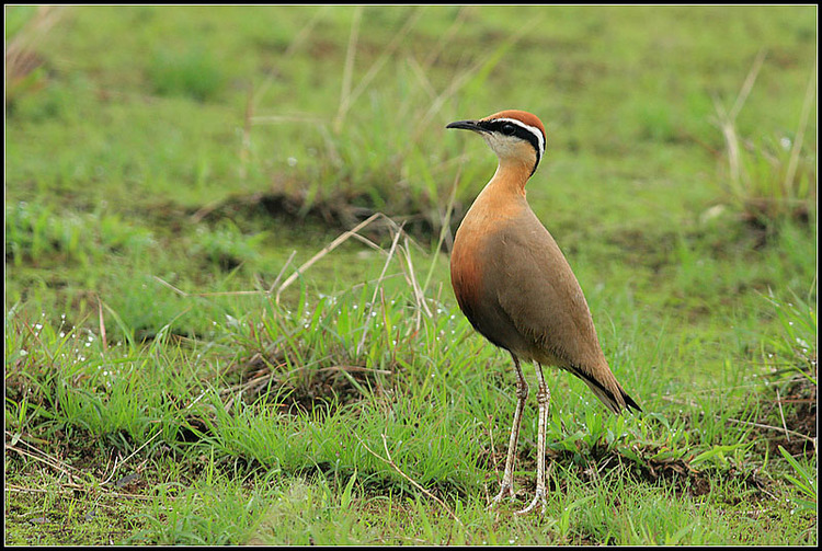 Indian courser indian courser