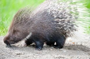 Indian crested porcupine Indian Crested Porcupine gt Point Defiance Zoo amp Aquarium