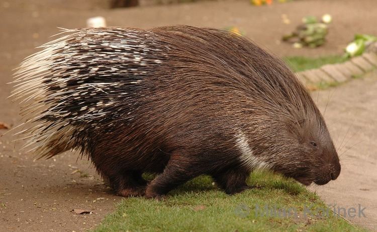 Indian crested porcupine Image Hystrix indica Indian Crested Porcupine BioLibcz