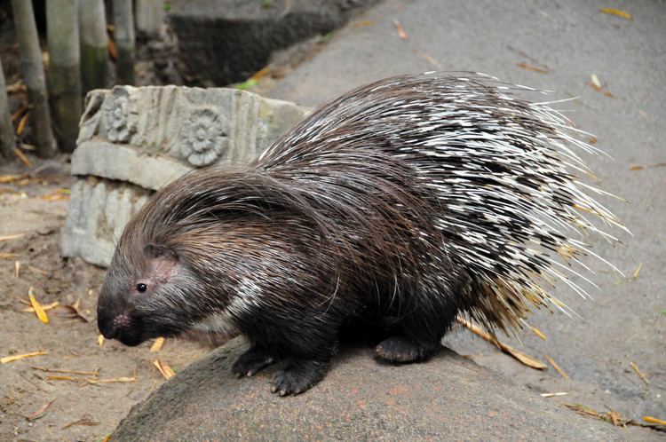 Indian crested porcupine Indian Crested Porcupine Indian Crested Porcupine or India Flickr