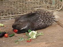 Indian crested porcupine httpsuploadwikimediaorgwikipediacommonsthu