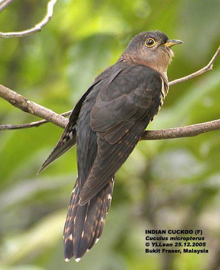 Indian cuckoo Oriental Bird Club Image Database Indian Cuckoo Cuculus micropterus