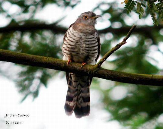 Indian cuckoo Oriental Bird Club Image Database Indian Cuckoo Cuculus micropterus