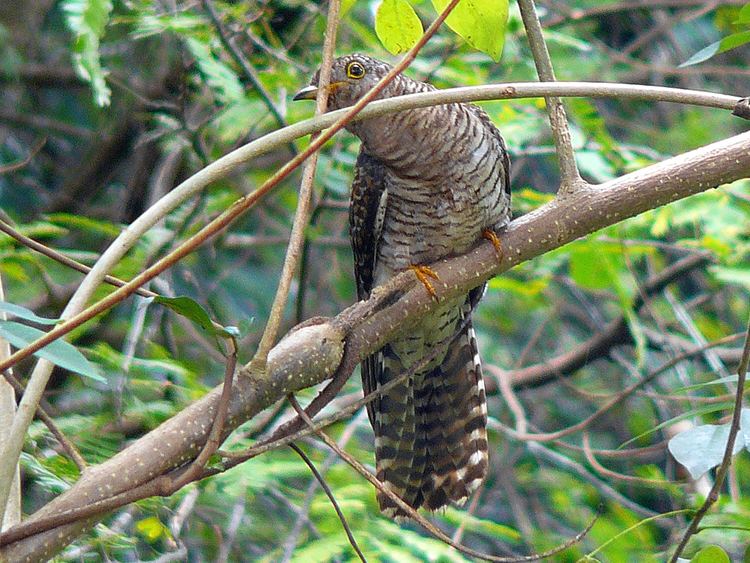 Indian cuckoo httpsuploadwikimediaorgwikipediacommonsff