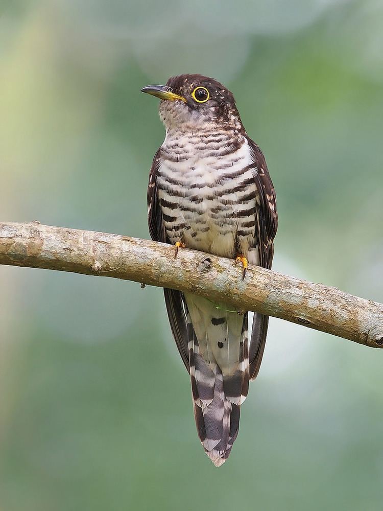Indian cuckoo Indian Cuckoo Bidadari Juvenile bird wokoti Flickr